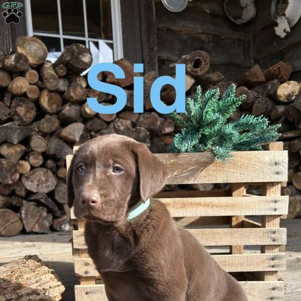 Sid, Chocolate Labrador Retriever Puppy